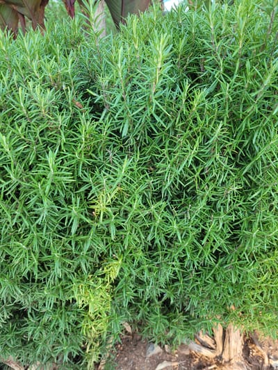 This is a close-up, eye-level, full-frame photograph of a dense, green rosemary bush. The rosemary is lush and appears healthy, with numerous thin, needle-like leaves growing on woody stems. The lighting suggests it is daytime, with some areas of the bush catching sunlight and appearing brighter and more yellow-green, while other areas are in shadow and appear a deeper green. The background is out of focus, but hints of larger, darker green and reddish-brown foliage can be seen, along with some tree branches or exposed roots and soil at the bottom of the frame. The image does not depict any people, actions, or interactions. The setting appears to be an outdoor garden or natural environment. The location is specified as Trachoni, Cyprus.