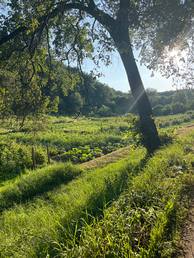 The image depicts a sun-drenched agricultural field in Krasnokutsk, Ukraine. Tall grass lines a dirt path on the right, casting long shadows across the scene. In the mid-ground, rows of crops, likely vegetables, stretch towards a distant tree line. A large tree with lush green foliage dominates the right foreground, its trunk leaning diagonally across the frame. Sunlight streams through its branches, creating a dappled effect on the field and casting lens flare. The sky is a clear blue, with the sun positioned high and slightly to the right, indicating it is likely mid-morning or early afternoon. There are no people or animals visible in the image. The overall impression is one of a rural, agricultural setting bathed in natural light.