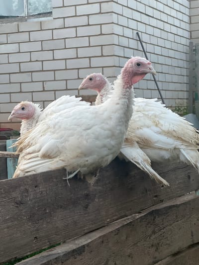 Three white turkeys are clustered together on a wooden surface. The turkeys are facing in different directions, with their heads tilted. They appear to be young, with pinkish skin visible on their necks and faces. Their feathers are mostly white, with some subtle brown markings.

Behind the turkeys, a wall of white bricks is visible, arranged in a staggered pattern. To the right of the turkeys, weathered wooden planks create a rustic backdrop. The overall scene suggests an outdoor setting, possibly a farm or a yard, given the presence of farm animals and building materials. The lighting indicates it's daytime, but the weather is not discernible. There is no visible text in the image. The turkeys' poses and slight discomfort suggest they are being observed or are in an unfamiliar environment.