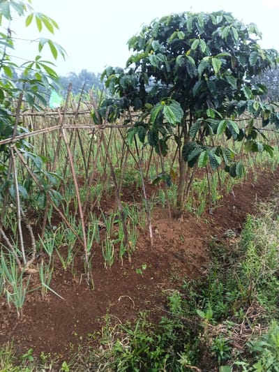 This image depicts a vibrant agricultural scene in Nipa, Papua New Guinea, showcasing a diverse planting arrangement under an overcast sky. In the immediate foreground on the left, a cassava plant with large, distinctive palmate leaves is visible. To its right, a rustic trellis structure made of interconnected slender wooden poles forms a series of A-frames, likely supporting climbing vegetables or providing shade.
Beneath and around this trellis, neat rows of young, bright green onion-like plants, possibly spring onions or chives, are thriving in dark brown, freshly tilled soil. Towards the right side of the frame, a healthy coffee tree stands prominently, adorned with a dense canopy of dark green, glossy leaves and what appear to be small yellow flowers or buds. The ground immediately around the coffee tree also shows signs of cultivation.
In the mid-ground, behind the rows of onion-like plants, a field of densely planted, tall, slender stalks (possibly another crop like sugar cane or for support) stretches across the frame. The distant background reveals hazy green hills covered with lush vegetation, indicative of a rural, natural setting. The sky is uniformly overcast, casting a soft, diffused light over the scene. There are no people visible, but the cultivated rows and trellis imply ongoing farming activities. No text is visible in the image.