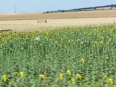 The image depicts a rural landscape with a field of sunflowers in the foreground. The sunflowers are a vibrant yellow, with green stalks and leaves. Behind the sunflowers, there are fields of harvested wheat or barley, indicated by the dry, golden stalks. In the distance, there is a tree line and a hazy sky. The scene appears to be from a rural area, possibly in or around Doñinos de Salamanca, Spain, known for its agricultural land. There are no people or animals visible in the image. The overall impression is one of a serene, sun-drenched countryside.