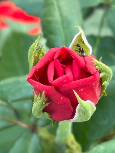 An extreme close-up shot captures a dew-kissed red rosebud with a small black ant perched on one of its unfurling green sepals. The rosebud is positioned slightly off-center to the right, its velvety red petals tightly curled inward, with small water droplets clinging to their surface. The sepals, which are fuzzy and bright green, cradle the base of the bud, with one sepal extending upwards and to the left, providing a perch for the ant. The ant is facing left, with its antennae extended. In the background, out-of-focus green leaves create a soft bokeh effect, with hints of bright red appearing in the upper left corner, possibly from another rose or flower. The lighting is soft, suggesting an overcast or early morning setting. The scene is natural, likely from a garden. No discernible location in Martuk, Kazakhstan is evident from the image itself.