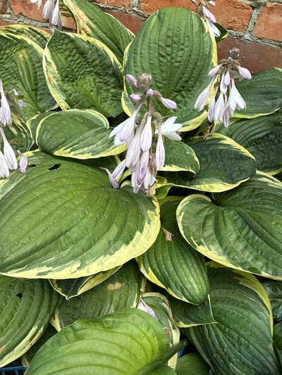 This is a close-up, eye-level, outdoor, daylight photograph of a cluster of hosta plants with variegated green and yellow leaves. Several pale purple and white bell-shaped flowers are visible on stalks among the foliage. The plants are situated against a brick wall, some of the bricks being a reddish-orange color. There are no people or animals present in the image. The scene appears to be in a garden or yard.