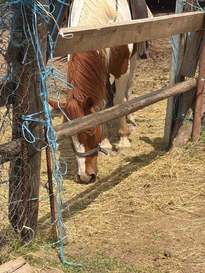 The image depicts a horse actively grazing on hay within a fenced enclosure in Tsigov chark, Bulgaria. The horse, a pinto or paint type with distinctive white and brown patches and a reddish-brown mane, displays a white blaze on its face and wears a dark halter. A Western-style saddle is visible on its back, partially obscured by a horizontal wooden fence beam. The enclosure features a robust wooden fence composed of multiple posts and horizontal beams, with a section of old, discolored metal mesh fence attached to a vertical post on the left. Numerous strands of blue rope or twine are entangled around this leftmost wooden post and the adjacent metal fence, as well as a vertical piece of rebar. The ground is covered primarily with dry hay and straw scattered over earth, with some patches of green grass visible in the foreground. Bright, direct sunlight illuminates the scene, casting distinct shadows from the fence posts and the horse's legs onto the ground. In the background, beyond the horse, the environment appears to be dry earth and shadowed, with small insects visible in the air.