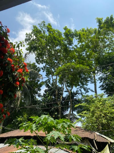 The image, likely taken in Hizla, Bangladesh, shows a view looking upwards towards a bright sky with scattered clouds. Dominating the frame are various trees and plants with lush green foliage. Some trees are taller, extending high into the sky. Wires, possibly electrical, stretch across the view, intersecting the trees. In the lower portion of the image, clusters of small red flowers are visible. A corrugated metal structure, possibly a roof or wall, is partially visible on the right side, with a plant with large, palmate leaves growing near it. The photograph captures a scene of nature intertwined with man-made structures.