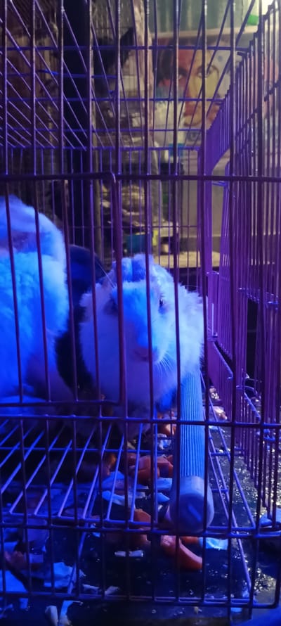 A guinea pig is seen inside a purple cage, illuminated by blue and purple lights. The guinea pig is mostly white with some black markings. It appears to be eating pieces of food, possibly carrots, scattered on the cage floor. The cage is made of metal bars, and a blue water bottle attachment is visible. The background is dark and out of focus, with some indistinct shapes that might suggest other cages or shelves. There is no discernible indication of the city of Hyderabad, India within the image itself.