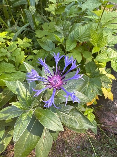 A single, purple thistle flower with spiky petals is in the center of the frame, surrounded by lush green foliage. The flower's center is a deep purple, and its petals are a lighter shade of purple, fanning out from the center. The leaves are broad and veined, with some catching the sunlight and appearing to be slightly yellowed. The background is a blur of green leaves and stems, with some dry brown grass and dirt visible at the bottom. The overall scene suggests a natural, outdoor setting, possibly a garden or a wild area. The image does not contain any people or specific landmarks that would indicate its location within the city of Pobeda, Russia.