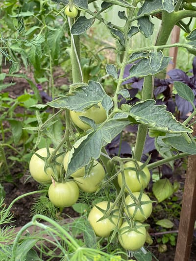 This media file shows a close-up, overhead view of a tomato plant with several unripe green tomatoes and foliage. The tomatoes are clustered on vines, some still attached to the plant's branches. The leaves of the tomato plant are a deep green with some showing signs of curling or stress. In the background, there are hints of other plants, including what appears to be purple basil and dill, suggesting a garden setting. The ground beneath the plants is dark soil. The lighting suggests it is daytime, possibly overcast as there are no harsh shadows. The overall impression is one of growth and a developing harvest in a garden. There is no visible text in the image. The location context provided is Kletino, Russia.