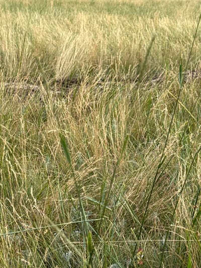 The image depicts a close-up, eye-level view of a dry, grassy field. The grass is predominantly a pale golden-brown, suggesting it is either late summer or early autumn, or experiencing drought conditions. Some scattered green blades of grass are visible, particularly in the foreground and interspersed throughout the field. The texture of the grass is fine and wispy, with many individual stalks visible, creating a dense, somewhat chaotic appearance. The background consists of more of the same dry grass, blurred to indicate depth of field, suggesting an expansive, undeveloped area. There are no people, animals, or man-made structures immediately apparent in the scene. The lighting appears to be natural daylight, with soft shadows cast by the grass, indicating an overcast sky or the sun being at a low angle. This scene is consistent with the natural landscape found in and around the city of Өндіріс, Kazakhstan, which is known for its steppe and grassland environments.