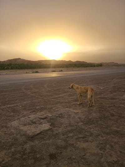 A golden, hazy landscape at sunset in an unidentified city in Pakistan features a tan dog standing on a dirt and concrete surface. A road runs diagonally across the middle of the frame. To the left, the sun illuminates a range of low hills and vegetation. The sky is filled with a bright, diffuse light. The environment appears arid and dusty.
