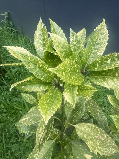A variegated Aucuba Japonica plant is shown in close-up, its green leaves speckled with yellow. The plant is positioned in front of a dark, textured background, possibly a wall or fence. To the left and behind the plant, lush green grass and some smaller green plants are visible. The overall scene appears to be an outdoor setting. There are no people or animals present in the image. The image was captured in Chakvi, Georgia.