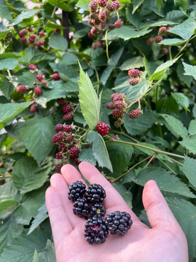 A close-up, eye-level shot shows a hand holding several ripe blackberries. The blackberries are dark purple to black, plump, and shiny, with visible drupelets. The hand, a light skin tone, is open, cradling the berries. In the background, a dense bush is laden with more blackberries, some ripe and dark, others a lighter reddish-purple, and green leaves. The setting appears to be outdoors, likely a garden or natural area. No specific location within Qoyankus, Kazakhstan is discernible from the image.