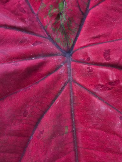 This is a close-up, macro photograph of a large, dark red leaf, likely from a tropical plant such as a Caladium. The leaf exhibits prominent, dark purplish veins radiating outwards from a central vein. The surface of the leaf has a textured, slightly wrinkled appearance, with some areas appearing moist or water-spotted. There are also patches of green coloration interspersed with the red, particularly towards the top of the image. The lighting is even, highlighting the intricate details of the leaf's structure. The photograph does not depict any people, actions, or interactions. It is a detailed study of the plant's natural form. There is no indication of the specific location within Bireuenmeunasahblang, Indonesia, as the image is solely focused on the botanical subject.
