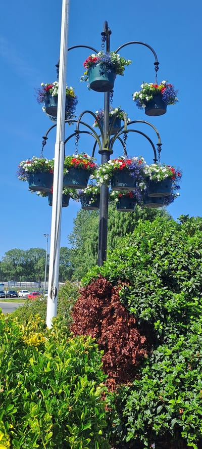 In Enniskillen, United Kingdom, a decorative lamppost stands adorned with multiple hanging baskets overflowing with colorful flowers, predominantly red, white, and blue petunias and lobelia, against a clear blue sky. The lamppost is positioned in front of a backdrop of lush green trees and a line of cars in a parking lot visible in the distance. In the foreground, dense green and yellow foliage, along with a section of dried, reddish-brown shrubs, fills the lower part of the frame. A white flagpole is situated to the left of the lamppost.