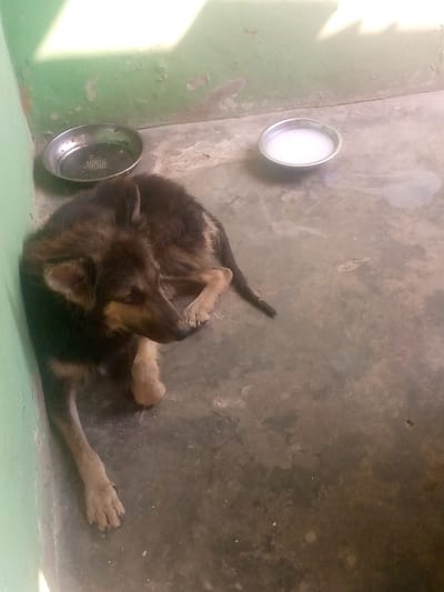 This image captures an indoor scene in Igede-Ekiti, Nigeria. A medium-sized dog, exhibiting black and tan fur coloration, rests on a concrete floor against a light green painted wall. The dog is positioned on the left side of the frame, curled slightly, with its head turned to its right. No human subjects are visible. Two metal bowls are situated on the concrete floor: an empty bowl with a visible textured pattern is located near the dog's forelegs, and a second bowl containing a white liquid, likely milk or water, is positioned further to the dog's right. Small spills of the white liquid are visible on the concrete near the second bowl. The concrete floor shows discoloration and wear. The light green wall displays peeling paint and minor surface damage. Strong illumination from an unseen source casts sharp shadows on the upper wall and floor area.