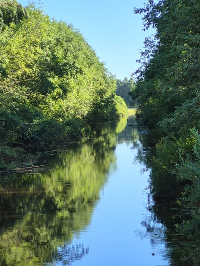 The image depicts a narrow river flowing through a dense forest. The water's surface reflects the lush green trees lining its banks and the clear blue sky above. The reflection creates a symmetrical effect, with the vibrant foliage mirrored in the calm water. Fallen branches and a few scattered lily pads are visible on the water's surface closer to the banks. The scene is tranquil and untouched, suggesting a natural, serene environment. Based on general knowledge of Ülenurme, Estonia, this scene is likely a natural body of water within its forested areas.