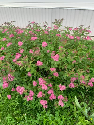 In Kavalerovo, Russia, a densely blooming bush with clusters of small pink flowers and green leaves is positioned in front of a light-colored, corrugated building. The lower portion of the image shows lush green grass with clover and other small plants. The overall scene depicts an outdoor garden area.