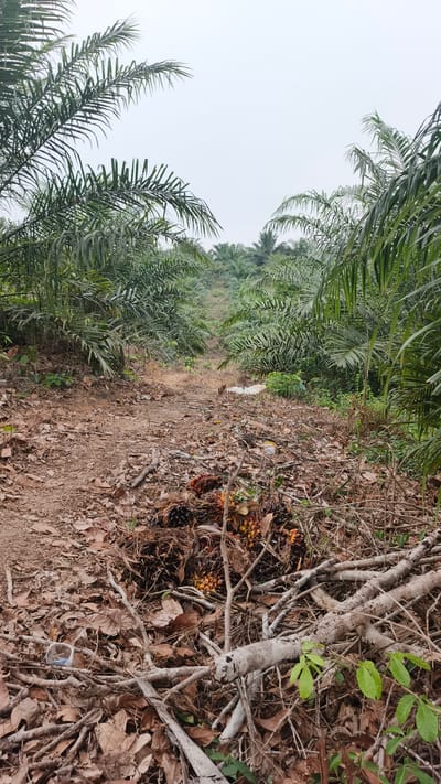 A dirt path runs through a palm oil plantation in Teupinkeubeu, Indonesia. The path is lined with mature palm trees, their fronds creating a dense canopy overhead. The ground is covered in dry palm fronds, fallen branches, and a small pile of harvested palm fruit. The sky is overcast, and the overall atmosphere is one of natural abundance and agricultural activity.