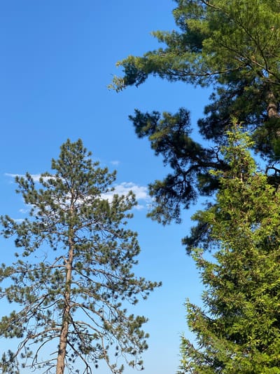 This is a vertical, eye-level, outdoor, medium shot photograph of a clear blue sky with a few wispy white clouds. The sky is partially obscured by the upper branches of several evergreen trees. In the center of the frame, a tall pine tree with a slender trunk and a full, bushy canopy of green needles is prominent. To the right, a dense cedar tree with a vibrant green color and textured foliage is visible. The branches of other evergreen trees, some with dark green needles and others with lighter green foliage, frame the sky from the top and right side of the image. The image appears to be taken in the Town of Peru, United States of America, likely during daytime.