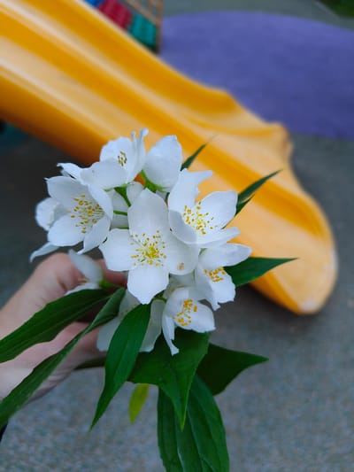 A close-up shot focuses on a cluster of white jasmine flowers held in a person's hand. The flowers have delicate white petals and prominent yellow stamen. Lush green leaves accompany the blooms. In the background, a bright yellow slide, likely from a playground, curves diagonally across the frame. A patch of purple is visible behind the slide. The ground beneath appears to be a textured, grey surface. The lighting suggests it is daytime. The image's composition and the gentle arrangement of the flowers evoke a sense of calm and natural beauty. There is no visible text.