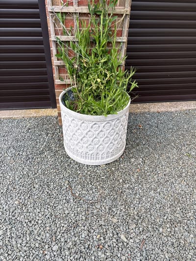 A white, patterned planter containing a green plant is located next to a brown shuttered wall, a brick wall with a trellis, and a gray gravel ground covering. The planter is positioned at an angle within the frame. The location is Shrewsbury, United Kingdom.