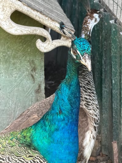 In Semenovka, Russia, two peacocks are depicted in an outdoor enclosure. The peacock in the foreground is a male, characterized by its vibrant iridescent blue and green plumage covering its neck and chest. Its head is adorned with a crest of blue feathers. Behind it, to the right, is a female peacock with a predominantly brown and white patterned plumage and a similar crest. The enclosure features a green wooden structure with a white decorative element, and a textured green wall. The background includes a dark, undefined area and a greenish metal fence. The ground appears to be covered with small stones and dirt. The image is a close-up shot, focusing on the birds and their immediate surroundings.