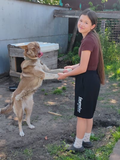 In Molodezhnyy, Russia, a young girl with long brown hair, wearing a maroon t-shirt and black shorts with white text, stands in a yard. She is holding the paws of a light brown and white dog, which is standing on its hind legs. The dog has its eyes closed and its tongue out, appearing to be licking its nose. Behind them is a wooden doghouse with a white roof and a metal wall. The ground is dirt with patches of grass, and in the background, there is more foliage and a rustic wooden fence.