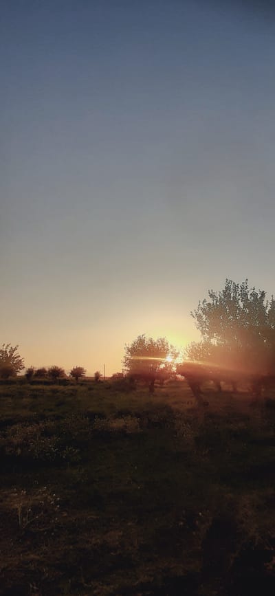 The image depicts a rural landscape at sunset, likely in or around Safedaron, Tajikistan. The sky transitions from a pale blue at the top to a warm orange and yellow gradient near the horizon, indicating the sun is low in the sky. Several trees are scattered across a grassy, uneven terrain. The sun is partially obscured by trees on the right side of the frame, casting long shadows and creating a sunburst effect with visible rays. The foreground consists of dark, shadowy grass with some lighter patches, suggesting vegetation and possibly small wildflowers. There are no people or animals visible in the scene. The overall atmosphere is serene and natural.