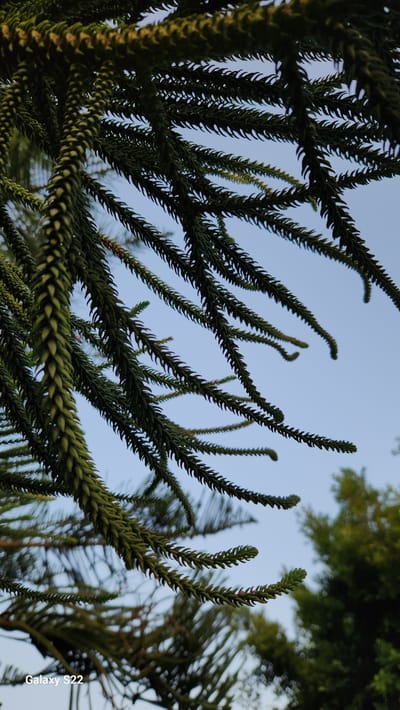 A low-angle photographic capture displays the dense, dark green foliage of a coniferous tree against a clear, light blue sky in Erdemli, Turkey. Multiple robust branches, characterized by thick, scale-like, imbricate leaves, extend from the upper left of the frame, curving downwards and to the right. The leaves are pointed and spirally arranged along the stems, exhibiting a deep green color with some lighter, more yellow-green tips on visible new growth. The illumination suggests ambient daylight, casting minimal shadows and highlighting the texture of the foliage. The sky occupies a significant portion of the background. In the lower right and center-right, out-of-focus dark green foliage from other trees is discernible. A white text watermark, "Galaxy S22", is located in the lower-left corner of the image. No human subjects or discernible actions are present.