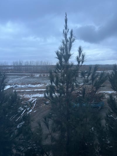 The image depicts an outdoor, wide-angle winter scene in Apshak, Uzbekistan, under a uniformly overcast, grey sky. In the immediate foreground and mid-ground, several dark green coniferous trees, possibly pines, dominate the view, with a prominent tall, slender specimen centered on the right side of the frame. The ground beneath the trees consists of dark, uneven terrain, a mix of soil and gravel, extensively covered with patchy snow. A narrow, dark, unpaved or gravel road or track runs horizontally across the middle ground. To the far right, partially obscured by trees, a light blue, open-backed utility trailer or truck bed is visible. In the background, a distant line of bare deciduous trees or shrubs stretches horizontally, with multiple horizontal lines, consistent with fences or utility wires, visible above them. No individuals or discernable activities are present within the frame.