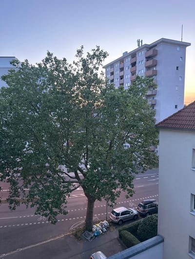 The image shows an exterior view of an urban street scene in Freiburg im Breisgau, Germany. Dominating the foreground is a large, mature tree with lush green foliage. To the right of the tree, a light gray, multi-story apartment building is visible, with a portion of a building with a red tiled roof also in the frame.
The street in front of the buildings is paved and marked with dashed white lines and a white bicycle lane symbol. Two cars are parked along the side of the street: a silver SUV and a gray SUV with a roof box. In front of the parked cars and to the right of the tree, there is a collection of garbage bags and a shopping cart.
The sky above is a clear, pale blue, transitioning to a soft orange hue near the horizon, suggesting either sunrise or sunset. The lighting indicates it is either early morning or late evening. No people are visible in the scene. The overall impression is one of a residential street with typical urban elements.