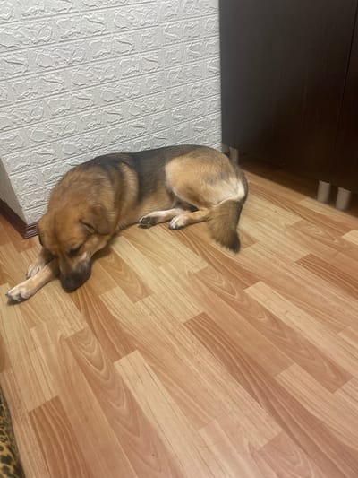 A medium-sized dog is lying on a wooden floor next to a white textured wall. The dog is tan and brown with darker fur on its back and tail. Its head is resting on its paws, and its eyes are closed. To the right of the dog is a dark brown cabinet with silver legs. The floor is made of light brown wooden planks. The scene appears to be indoors, possibly in a residential setting.