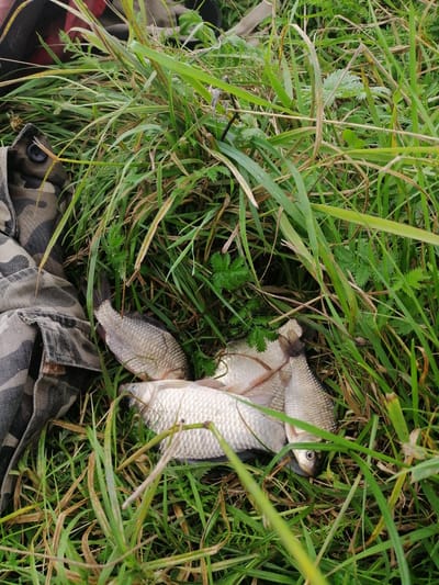 A close-up, high-angle shot captures a pile of freshly caught fish lying on green grass and interspersed with weeds. The fish, appearing to be bream, are silvery with visible scales and are arranged in a haphazard heap. One fish, in the foreground, has its eye clearly visible. To the left of the fish, a portion of camouflage-patterned fabric, likely from clothing, is visible, with a button on the garment. The background consists of more dense green foliage and some dried grass. The scene is outdoors, likely in a natural setting such as a riverbank or meadow, potentially in or near Krasnoluka, Ukraine, given the context.