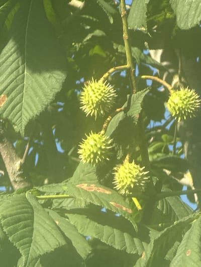 This is a close-up, eye-level, outdoor photograph taken during the day in Steenwijk, Netherlands, depicting a cluster of horse chestnut seed pods on a branch amongst large, green leaves. The pods are spherical, covered in sharp spikes, and are a vibrant green color. The leaves are broad and veined, with some showing brown spots. The background is blurred, revealing glimpses of a blue sky and other foliage. The overall impression is one of natural growth and the transition towards autumn.