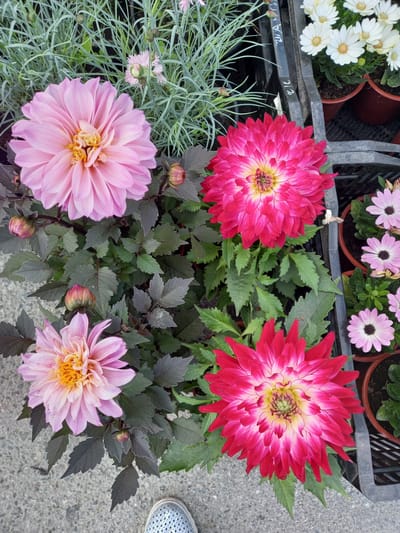 Four dahlias are prominently displayed in a garden setting, two pink and two red. The pink dahlias are positioned at the top left and bottom left of the frame, each with intricate, layered petals. The red dahlias are located at the top right and bottom right, displaying vibrant crimson petals tipped with white and yellow centers. Surrounding the dahlias are lush green leaves and some thin, grass-like plants. In the background, several pots contain smaller white and pink daisy-like flowers. The scene appears to be outdoors, likely in a marketplace or nursery, with a grey concrete surface visible at the bottom. A single grey shoe is partially visible at the bottom of the frame, suggesting the presence of a person. The image does not contain any specific clues that would place it in the city of Aramil, Russia.