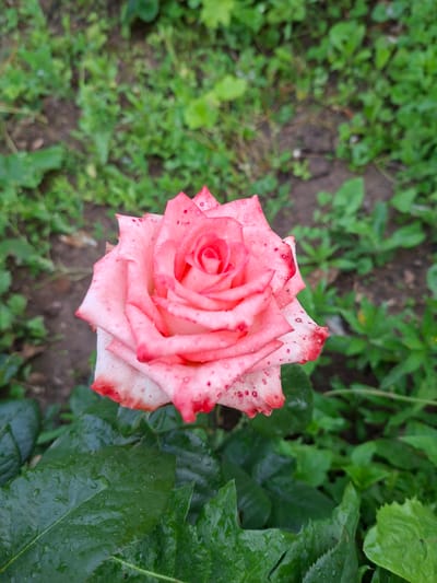 A single, partially opened pink rose is the subject of this close-up, overhead shot. The rose is situated in the center of the frame, surrounded by lush green foliage and dark soil. The petals are a delicate shade of pink, transitioning to white at the edges, and are dotted with small, dark red spots. Dewdrops glisten on the petals, suggesting recent rain or morning moisture. To the right of the rose, large, dark green leaves, also wet with dew, frame the flower. The background is a blur of green leaves and brown earth, indicating an outdoor garden setting. The lighting is soft and diffused, consistent with an overcast day or early morning. The image evokes a sense of natural beauty and tranquility, capturing the delicate details of the rose after a refreshing rain. The location context provided is Ольшанка Кп, Russia. No text is visible in the image.