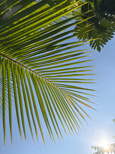 A palm frond, likely from a coconut palm, dominates the view against a clear, light blue sky. The frond extends diagonally from the lower left to the upper right. Its leaflets are a bright, vibrant green, sharply defined against the sky. To the left, the edge of a different, wider-leafed tree is visible, providing a contrast in foliage. In the upper right corner, the sun is shining, causing a bright glare. The scene is likely in Cemagi, Indonesia, suggested by the context. There are no people visible in the image.