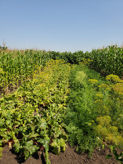 A rural garden scene is depicted under a clear blue sky, likely located in Konstantinovka, Moldova. The garden is divided into distinct sections of crops. On the left and right, tall stalks of corn form dense rows, their green leaves reaching upwards. In the foreground, a section of beet plants with broad, dark green leaves and visible red stems is present. Adjacent to the beets, rows of dill with feathery green foliage and some yellowing flower heads occupy a substantial portion of the middle ground. The soil appears dark and moist. The overall impression is one of a thriving, diverse agricultural plot.