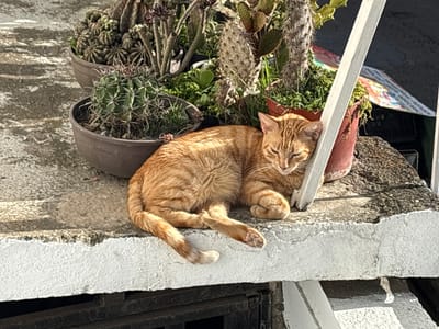 An orange tabby cat is resting on a ledge near several potted plants, including cacti and succulents. The cat is lying on its side with its eyes partially closed, appearing relaxed. The ledge is made of concrete with a white painted edge, and a metal grate is visible below. Behind the cat and plants, a white pole is angled across the frame. The background consists of shadows and some out-of-focus objects. The scene appears to be outdoors, possibly in a residential area or garden.