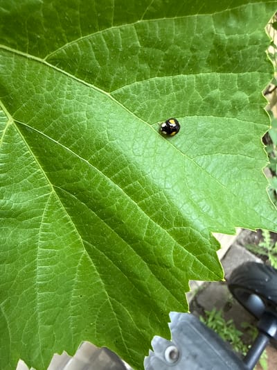 A close-up, overhead shot captures a ladybug on a vibrant green leaf. The leaf's surface is textured with prominent veins and a slightly serrated edge. The ladybug, small and round, is black with distinctive yellow markings on its wing casings. Its body is partially visible, with its head facing left. The background is blurred, showing hints of other greenery, paving stones, and what appears to be a portion of a gray object, possibly a piece of garden equipment like a wheelbarrow or a lawnmower, with a black wheel visible. The lighting suggests it is daytime, with no specific weather conditions evident. The scene is set outdoors, likely in a garden or park in Neumünster, Germany. There is no visible text in the image.