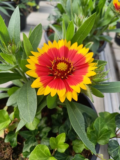 A close-up shot focuses on a blooming Gaillardia flower with red and yellow petals in Tuusniemi, Finland. The flower's center is yellow and adorned with numerous thin, orange stamen. Surrounding the bloom are lush green leaves, some of which are elongated and fuzzy, while others are smaller and heart-shaped, suggesting the presence of ivy. The flower is planted in a dark pot, and in the background, other potted plants and a light-colored surface are visible, hinting at a greenhouse or nursery setting. The overall lighting suggests an outdoor or well-lit indoor environment. There are no people or animals present in the image.