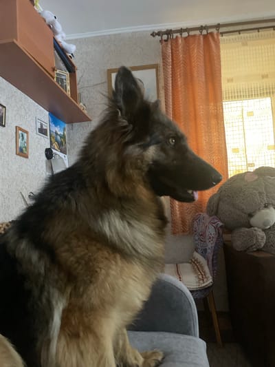 The image depicts an indoor scene with a German Shepherd dog in the foreground. The dog is looking to its right, with its mouth slightly open and tongue visible. The dog is sitting on a grey armchair. In the background, there is a large grey stuffed bear, orange curtains, and a window with a decorative screen. There are also shelves on the wall with framed pictures and other decorative items. The environment appears to be a domestic setting. The location of Lazky, Ukraine is not ascertainable from the image itself.