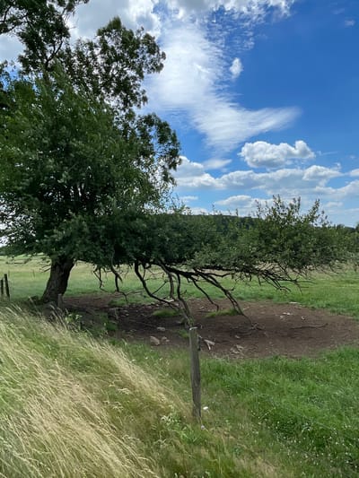 The image depicts a rural landscape in Schwarzenborn, Germany, under a bright blue sky with scattered white clouds. The scene is dominated by lush green grass, a dirt path, and several trees. The trees are in various states of foliage; one prominent tree in the foreground has a thick trunk and expansive branches with dark green leaves, while another tree further back appears more sparse and skeletal. A rough dirt path, possibly a trail or road, runs diagonally through the scene, bordered by the vibrant green grass.

The weather appears to be pleasant, suggesting a daytime setting, likely late spring or summer, given the verdant greenery. The lighting indicates it's not midday, as shadows are not harsh. The overall mood is tranquil and natural, evoking a sense of open space and the countryside. There are no people or animals visible in the image. A wooden fence post is present near the dirt path, a subtle indicator of human presence or land demarcation. The tall grass in the foreground is swaying, suggesting a gentle breeze. No text is visible in the image.