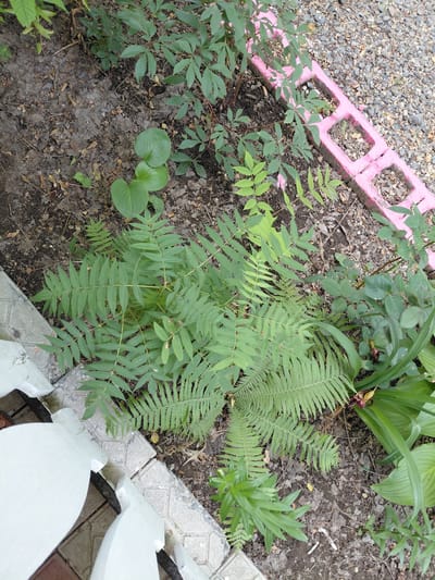 The image depicts a garden bed with various plants, including ferns, hosta, and what appears to be a rose bush. A pink, concrete block border runs along the top right of the frame, bordering a gravel area. In the foreground, two white, sculpted bird bath bases are partially visible on a tiled border. The scene appears to be an outdoor setting, possibly a backyard or public garden, within the city of Ақши, Kazakhstan. No people or specific actions are evident.