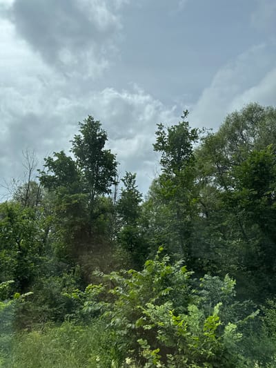 The image shows a dense forest with a cloudy sky overhead. The trees are a mix of deciduous and evergreen varieties, with lush green foliage covering the lower and middle sections of the frame. Some taller trees extend towards the sky, their leaves appearing darker against the overcast sky. The ground is covered in grass and smaller bushes. The scene appears to be a natural landscape, likely a park or a wooded area within or on the outskirts of the city of Кулмас, Russia. There are no people or man-made structures visible in the image. The overall impression is one of a natural, somewhat overcast day in a forested environment.