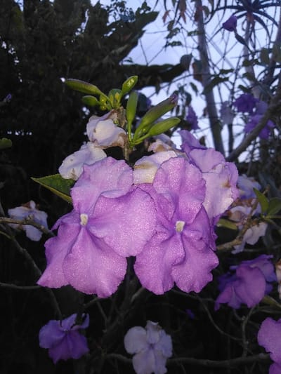 The image displays a close-up of a flowering plant, observed in the city of Kladné, Czechia. The central focus is on a cluster of trumpet-shaped flowers and developing buds. Two prominent flowers in the foreground are a vibrant purple with pale, almost white, centers, and their petals are covered in numerous small, reflective droplets. Surrounding these are several flowers in various stages of bloom or senescence, some appearing white or faded purple. Multiple elongated, green flower buds are visible at the top of the frame, interspersed with dark stems and sparse green foliage. The background is heavily blurred and dark, consisting of dense foliage and branches, with a small patch of muted, overcast sky visible in the upper right. No individuals, animals, or man-made structures are discernible within the frame. The scene is illuminated by dim, ambient light.