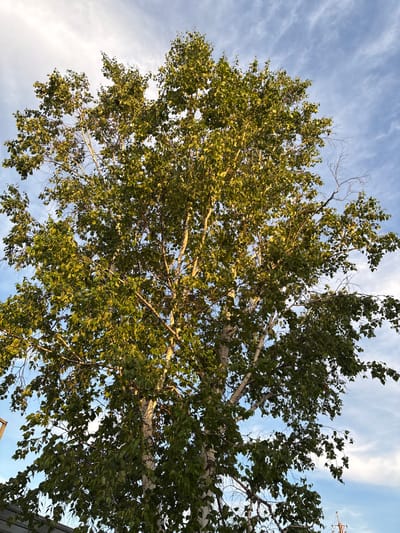 A full, low-angle shot shows a large birch tree with light-colored bark and green leaves against a blue sky with wispy clouds. The tree's branches spread outwards, with sunlight illuminating some of the leaves and bark. The lower left corner of the image shows a portion of a gray, corrugated metal roof structure, and on the right edge, a blurry orange structure is visible. The scene appears to be outdoors, in a city location, possibly Chigiri, Russia, given the context.