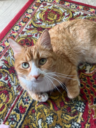 In the city of Khor, Russia, an orange and white cat is lying on a patterned rug. The rug features a red border and a central design with yellow, black, and red floral motifs. The cat is looking directly at the camera with green eyes, its white whiskers fanned out. Its fur is short and striped with darker orange markings on its head and back. The cat's paws are visible, one resting gently on the rug. The environment appears to be indoors, with the rug placed on a wooden floor.