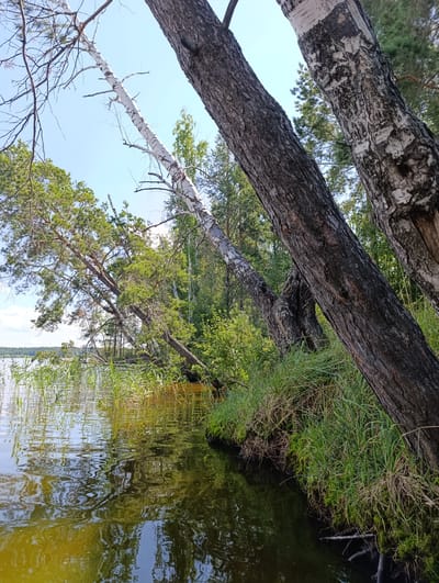 The image depicts a natural lakeside scene in Vekoshinka, Russia. The foreground is dominated by the reflective surface of a lake, with ripples disturbing the water's surface. Tall reeds and grasses grow along the edge of the water, transitioning into a densely vegetated bank covered in lush green grass and moss. Several trees are prominent in the scene. To the right, a thick, dark-barked tree trunk leans into the frame. Further to the left, a pale, white-barked birch tree is angled upwards, its branches reaching towards the clear blue sky. Another pine tree with dense green foliage also leans towards the water. In the background, the lake extends towards a distant shoreline, with more trees and vegetation visible. The sky is bright and clear, indicating a sunny day. The overall impression is one of natural tranquility and a secluded waterside environment.