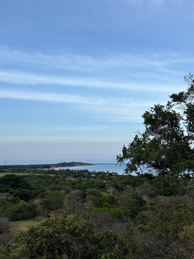 This is a wide-angle, vertical photograph of a lush, green hillside overlooking a distant coastline. The scene is dominated by a vibrant expanse of sky and dense foliage. The sky, taking up roughly the left half of the image, is a pale blue with wispy, horizontal streaks of white clouds. Sunlight is diffused, suggesting it is either early morning or late afternoon.

The right side of the image features a steep incline covered in a variety of trees and bushes. The vegetation is thick and varied in texture, with dark green leaves and some lighter, almost gray, branches visible. In the distance, along the horizon, a thin strip of water, likely the ocean, is visible. Beyond the water, a hazy, pale line suggests land or a continuation of the coastline. A few structures, possibly houses or buildings, are nestled amongst the trees on the hillside closer to the water's edge, hinting at a settled area. The overall impression is one of natural beauty and tranquility. The composition, with the sky and the hillside meeting at an angle, creates a dynamic visual effect. There is no visible text in the image.